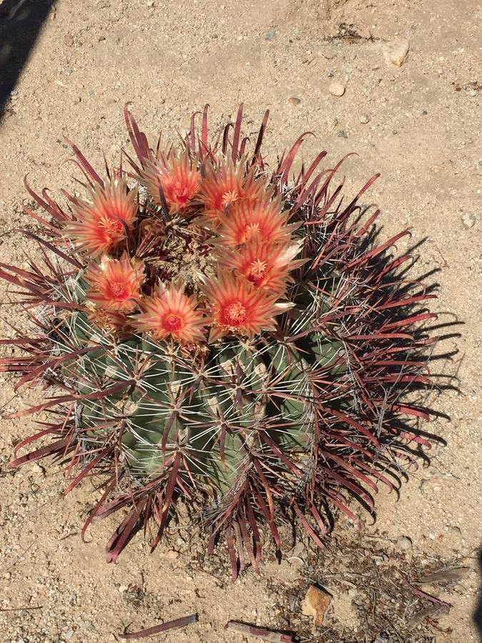 Cactus Adobe Villa Twentynine Palms Exteriör bild